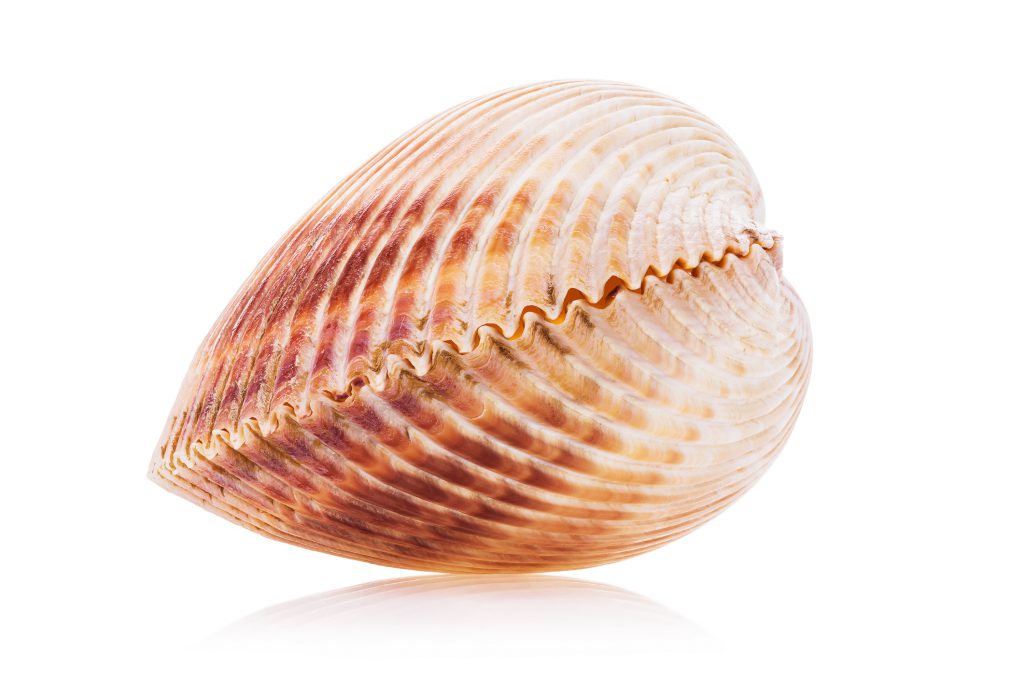 Shells You Can Find on Your Next Vacation to North Myrtle Beach