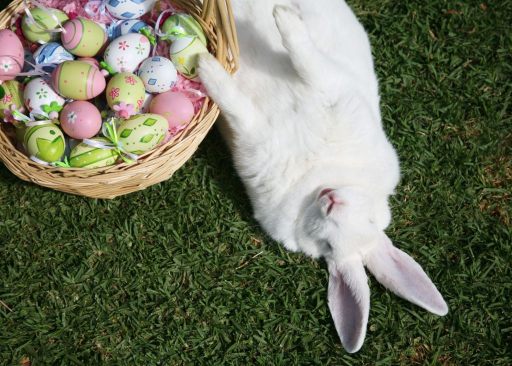 Green grass with a white bunny with a easter basket filled with eggs